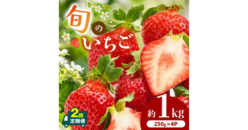 【ふるさと納税】 【 定期便 2回 】熊本県産 旬の いちご 約 1kg （250g ×4P） | フルーツ 果物 くだもの 苺 イチゴ 旬 定期 熊本 熊本県 玉名 玉名市