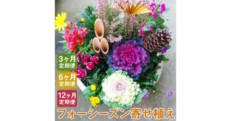 【ふるさと納税】【定期便】フォーシーズン お花の寄せ植え 3ヶ月/6ヶ月/12ヶ月 定期便 花 鉢花 鉢植え 観葉植物 植物 インテリア ガーデン 雑貨 送料無料