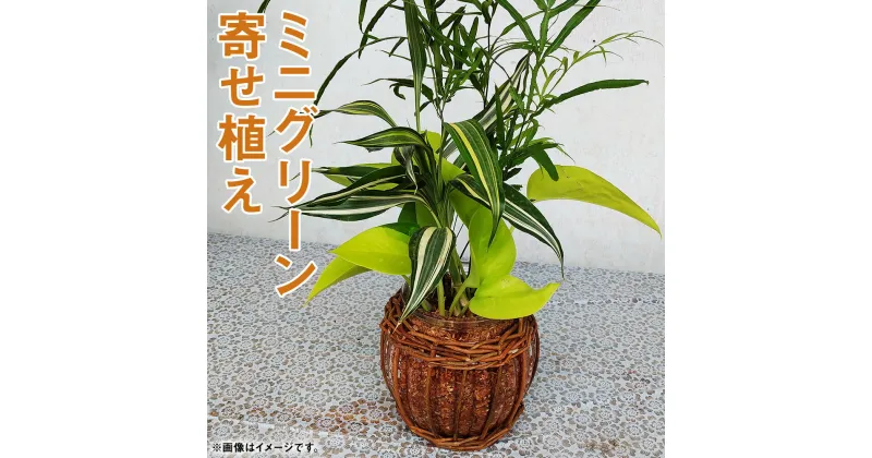 【ふるさと納税】ミニグリーン寄せ植え bring green 観葉植物 植物 インテリア ガーデン 雑貨 エコ素材 贈物 プレゼント 送料無料