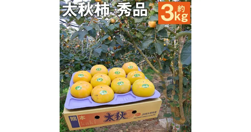 【ふるさと納税】太秋柿 秀品 約3kg 約8～14個 柿 果物 フルーツ 菊池市産 熊本県産 九州産 送料無料 【2024年10月下旬～11月下旬に順次発送予定】