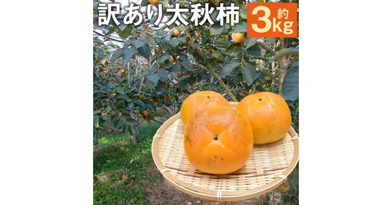 【ふるさと納税】訳あり 太秋柿 約3kg 約8～14個 柿 果物 フルーツ ご家庭用 傷あり 菊池市産 熊本県産 九州産 送料無料 【2024年10月下旬～11月下旬に順次発送予定】