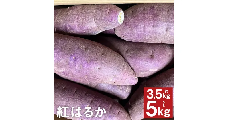 【ふるさと納税】紅はるか 約3.5kg（5～25個）/ 約5kg（9～38個） 選べる内容量 サイズミックス おまかせ さつまいも 芋 野菜 菊池市産 熊本県産 九州産 送料無料【2024年11月下旬～2025年4月上旬に順次発送予定】