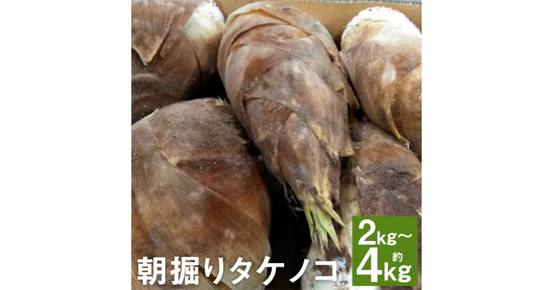 【ふるさと納税】朝掘りタケノコ 約2kg/約4kg 選べる内容量 たけのこ 筍 野菜 菊池市産 熊本県産 九州産 送料無料【2025年4月上旬～4月下旬に順次発送予定】