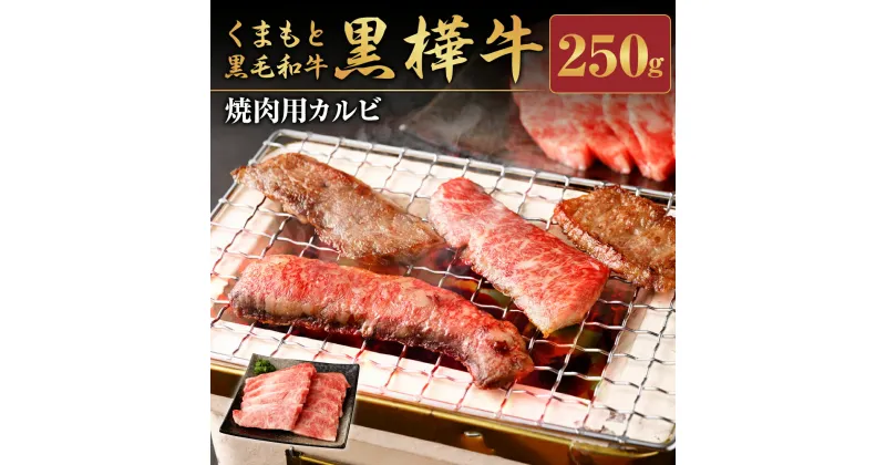 【ふるさと納税】くまもと黒毛和牛 黒樺牛 A4～A5等級 焼肉用カルビ 250g 牛肉 牛 霜降り 赤身 お肉 焼き肉 BBQ 黒毛和牛 国産 九州産 熊本県産 冷凍 送料無料