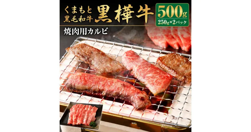 【ふるさと納税】くまもと黒毛和牛 黒樺牛 A4～A5等級 焼肉用カルビ 250g×2パック 合計500g 牛肉 牛 霜降り 赤身 お肉 焼き肉 BBQ 黒毛和牛 国産 九州産 熊本県産 冷凍 送料無料