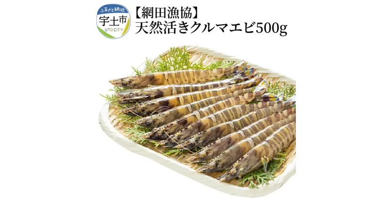 【ふるさと納税】車海老 天然 活き 500g 15〜25尾 網田漁協 有明海 プリプリ BBQ パーティー アウトドア キャンプ クール便 冷蔵 お取り寄せ 送料無料【熊本県宇土市】