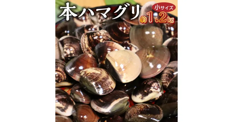 【ふるさと納税】KKN水産 天然！！ 有明海産の本ハマグリ （小サイズ 約1.2kg）【熊本県宇土市】