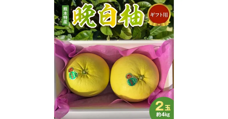 【ふるさと納税】ギフト用 晩白柚 柑橘類 熊本 特産 縁起物 約 4kg 2玉 国産 世界最大級 澤田果物 上質な香り 日持ち プリプリ食感 ギフト 贈答 贈り物 プレゼント お土産 手土産 お取り寄せ 九州 送料無料【熊本県宇土市】