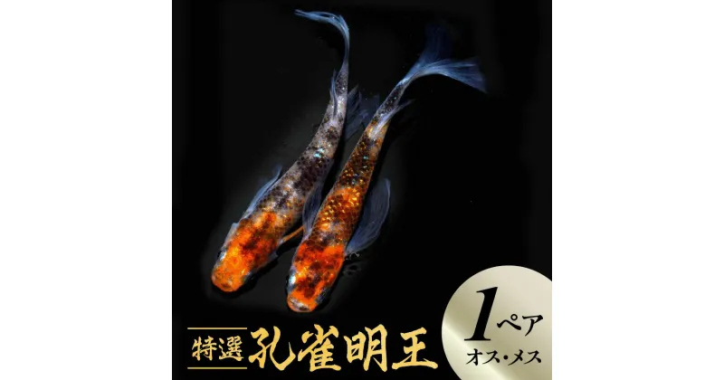 【ふるさと納税】メダカ 舞めだか 特選 孔雀明王 オス メス 1ペア 計 2匹 松井ヒレ長 優雅なヒレ伸び 墨の上がりや美白 朱赤 飼育 観賞魚 飼い込むほど派手に進化するめだか 送料無料【熊本県宇土市】