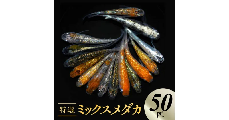 【ふるさと納税】 メダカ 舞めだか 特選 ミックスメダカ 50匹 セット ミックス 選別 多種多色 鮮やか 美しい 種類 観賞魚 観賞用 飼育 ペット 生体 成魚 魚 厳選選別品種 厳選 着日指定 送料無料 レクリスブリーディング【熊本県宇土市】