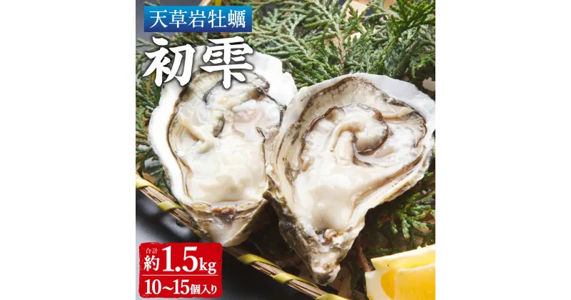 【ふるさと納税】【限定100個】天草岩ガキ 初雫 10～15個 合計約1.5kg 1個あたり150g前後 牡蠣 カキ かき 殻付き 加熱用 魚介類 魚貝類 貝類 海産物 冷蔵 天草産 九州産 国産 送料無料