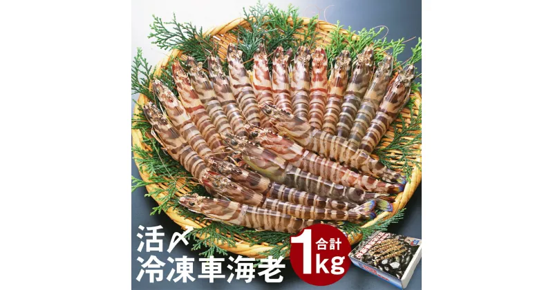 【ふるさと納税】天草産活〆冷凍車海老 250g×4パック 合計1kg 28〜40尾 くるまえび 海老 海鮮 国産 九州産 熊本県産 冷凍 小分け 真空パック 急速冷凍 送料無料