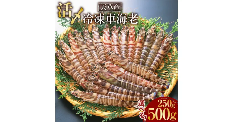 【ふるさと納税】天草産 活〆 冷凍 車海老 選べる 250g または 500g 特大 1パック または 2パック 6～14尾 車エビ 海老 エビ えび 海の幸 海鮮 刺身 九州 国産 魚介 魚介類 真空パック 上天草市 送料無料