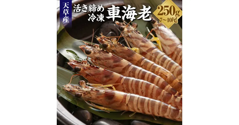 【ふるさと納税】活き締め 冷凍 車海老 250g 7～10尾 えび くるまえび 魚介 魚貝 海老 九州 熊本県 上天草市 送料無料 【2024年12月下旬から発送予定】