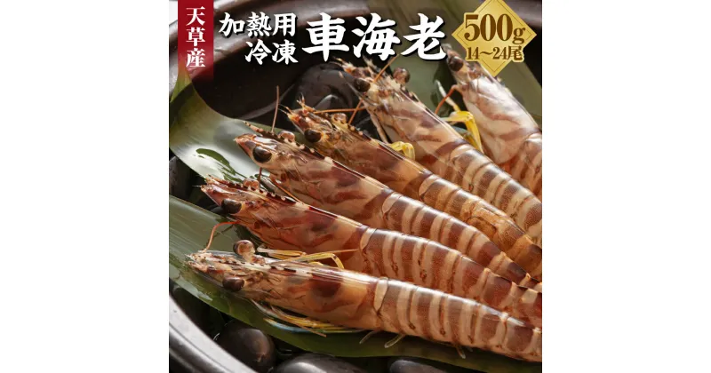 【ふるさと納税】加熱用 冷凍 車海老 250g×2 合計500g 14～24尾 えび くるまえび 魚介 魚貝 海老 九州 熊本県 上天草市 送料無料 【2024年12月下旬から発送予定】