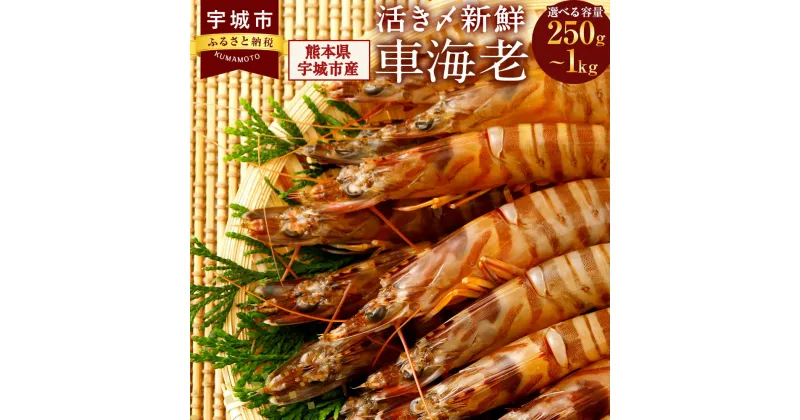 【ふるさと納税】えび 熊本県産 急速冷凍 車海老 【選べる容量 250g～1kg (9〜52尾) 】 生食可 瞬間冷凍 真空パック 活き締め 車エビ 車えび 国産