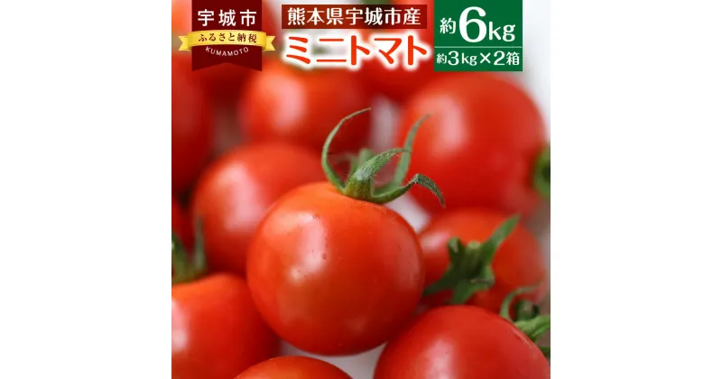 【ふるさと納税】ミニトマト 合計約6kg 約3kg × 2箱 トマト プチトマト とまと 野菜 宇城市産 熊本県産 国産 送料無料 【2024年11月下旬から2025年5月上旬発送予定】