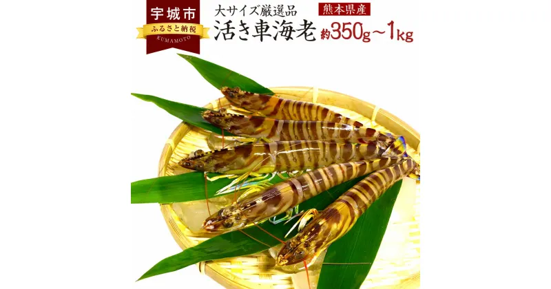 【ふるさと納税】【配送日必須】 熊本県産 活き車海老 約350g～1kg 8～34尾程度（大サイズ厳選品） 生きたまま 活き 車エビ 海老 えび エビ 海鮮 魚介類 新鮮 国産 九州産 熊本県産 送料無料 【発送期間11月20日から2月28日】