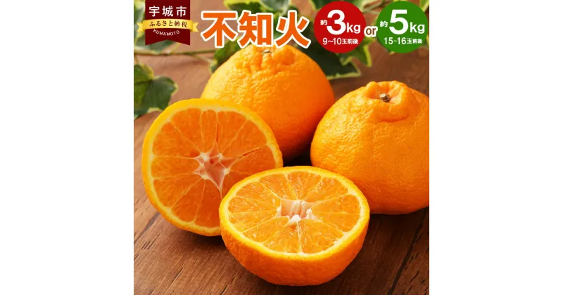 【ふるさと納税】【先行予約】宇城市産 不知火 約3kg 9～10玉前後 もしくは 約5kg 15～16玉前後 うちやま果樹園 しらぬい みかん ミカン 蜜柑 果物 くだもの フルーツ 熊本県産 九州産 国産 送料無料 【2025年3月上旬から6月下旬発送予定】