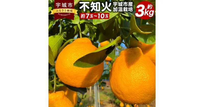 【ふるさと納税】 先行予約 不知火 約3kg 加温栽培 坂下園 しらぬい みかん 蜜柑 熊本県産 九州産 国産 送料無料 【2024年12月上旬から下旬発送予定】宇城市産