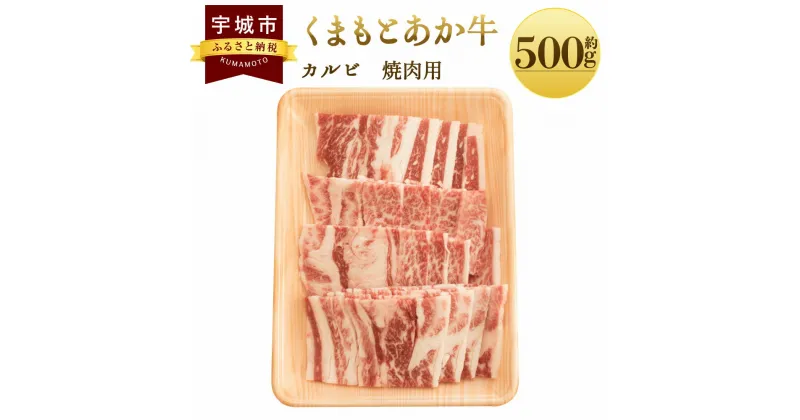 【ふるさと納税】くまもとあか牛 カルビ 焼肉用 約500g×1パック あか牛 牛肉 和牛 赤身肉 肉 カルビ バラ肉 国産 九州産 熊本県産 焼肉 食品 冷凍 送料無料