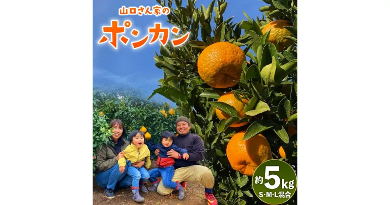 【ふるさと納税】【先行受付】今が旬！ 山口さん家のポンカン 約5kg S・M・L混合サイズ ポンカン ぽんかん 椪柑 みかん ミカン 蜜柑 5kg くだもの フルーツ 果物 宇城市産 熊本県産 九州産 国産 送料無料 【2025年1月下旬から2月下旬発送予定】