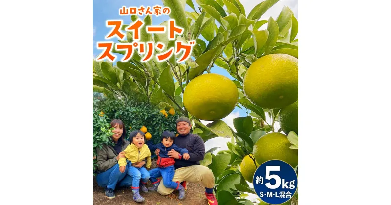 【ふるさと納税】山口さん家のスイートスプリング 約5kg S・M・L混合サイズ スイートスプリング みかん ミカン 蜜柑 5kg くだもの フルーツ 果物 宇城市産 熊本県産 九州産 国産 送料無料 【12月下旬から2025年1月上旬発送予定】