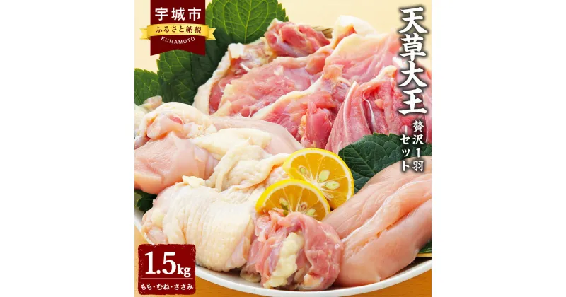 【ふるさと納税】天草大王 贅沢1羽セット 1.5kg ミックス（もも、むね、ささみ） 鶏肉 とりもも とりむね 胸肉 ささみ 国産 九州産 熊本県産 天草 地鶏 BBQ 冷凍 送料無料