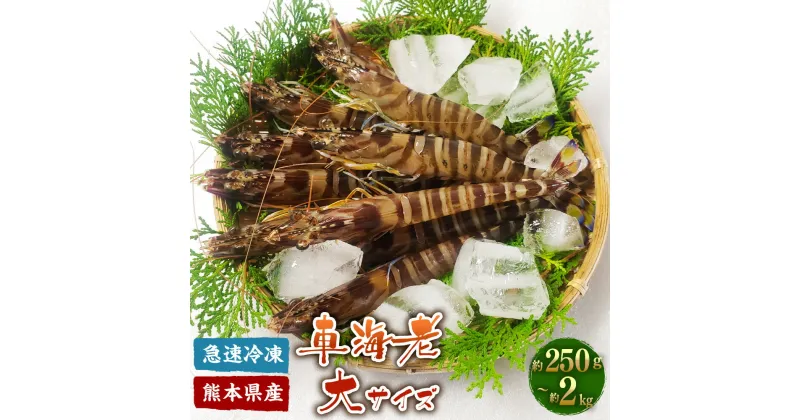 【ふるさと納税】 特殊冷凍 車海老 【選べる内容量】250g×1～8パック 計約250g～2000g (大サイズ) えび エビ 急速冷凍 海鮮 魚介類 海産物 海の幸 クルマエビ 熊本県産 熊本県 宇城市 送料無料