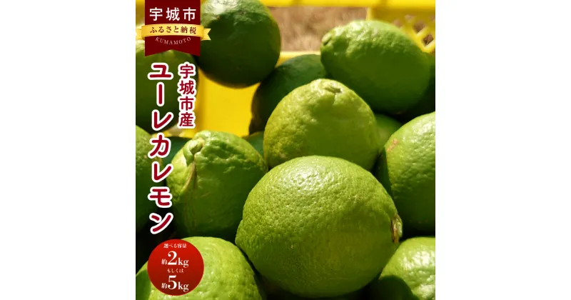 【ふるさと納税】ユーレカレモン 【選べる容量】約2kg（20玉前後）または 約5kg（35玉前後） 清水果樹園 レモン 檸檬 国産レモン ノーワックス 防腐剤不使用 柑橘 調味料 国産 九州 熊本県 宇城市 【2024年9月下旬から11月下旬発送予定】