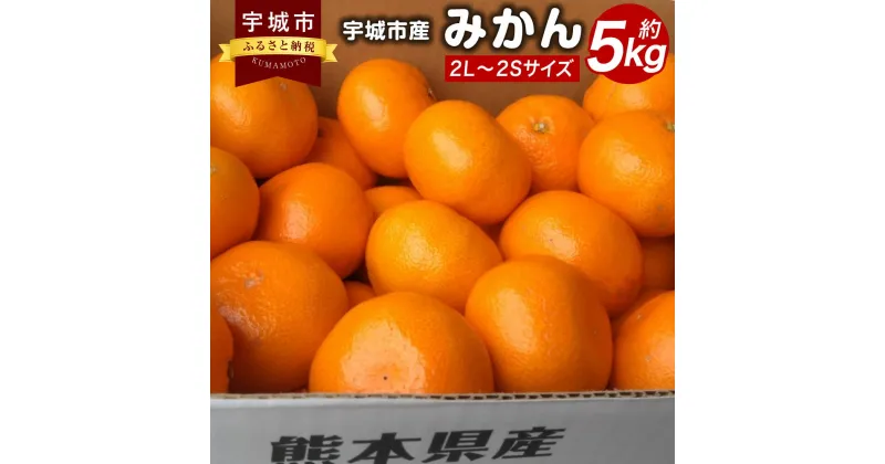 【ふるさと納税】みかん 約5kg 2L～2Sサイズ ミカン 蜜柑 柑橘 九州 熊本県 宇城市 送料無料 【2024年10月下旬～12月下旬発送予定】