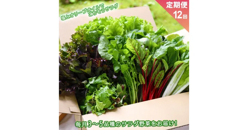 【ふるさと納税】レビューキャンペーン対象 お野菜セット サラダ野菜セットの定期便 12ヶ月 毎月1回 お届け 新鮮 阿蘇谷 採れたて 産地直送 3〜5品種 フレッシュ 健康 美味しい 瑞々しい 熊本県 阿蘇市