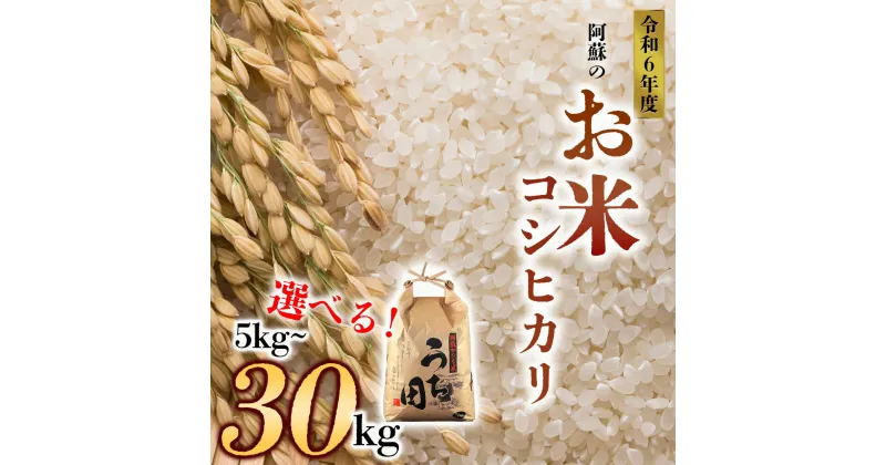 【ふるさと納税】レビューキャンペーン対象 新米 お米 米 コシヒカリ 令和6年 ふるさと納税 令和6年度 選べる 5kg 10kg 20kg 30kg 白米 こめ おこめ 阿蘇米 内田農場 米 お米 美味しい 寒暖差 湧き水 お取り寄せ 食卓 豪華 贅沢 自然 湧水 熊本県 阿蘇市