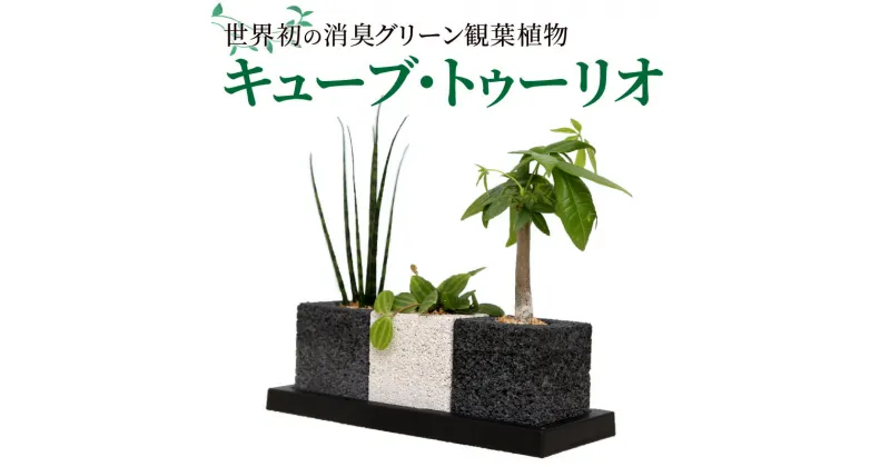 【ふるさと納税】観葉植物 インテリア キューブ トゥーリオ 世界初 消臭グリーン サンスベリアファーンウッドミカド ぺぺロミアアングラータ パキラ 植物 オシャレ インテリア 土を使わない 天然素材 ハイブリッド消臭 熊本県 天草市 送料無料