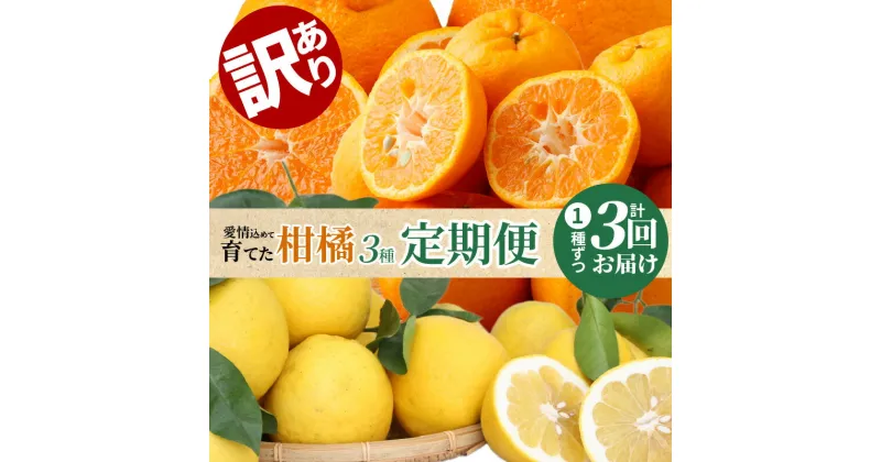 【ふるさと納税】先行予約 定期便 訳あり 3回 柑橘 3種類 計 約 24kg ポンカン 10kg 不知火 5kg 晩柑 9kg 甘み 程よい酸味 剝きやすい さっぱりとした甘さ 人気 旬 みかん フルーツ 果物 デザート 取り寄せ 熊本県 天草市 下浦地区 下浦ミカン振興会 常温 送料無料