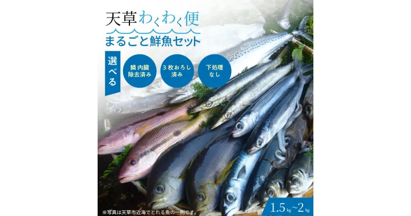 【ふるさと納税】【着日指定】 天草 わくわく便 まるごと 鮮魚 セット 1.5kg～2kg とれたて 旬の魚 巨大定置網 選べる 捌き方 鮮度抜群 鮮度 そのまま シーフード 海産物 海鮮 海の幸 冷蔵 美味しい 熊本県 天草市 チーム天草 お取り寄せ お取り寄せグルメ 送料無料