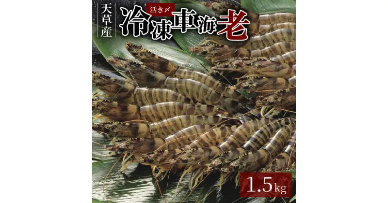 【ふるさと納税】車海老 1.5kg 500g 3パック 活き〆 凍結 冷凍 真空パック ぷりぷり 新鮮 鮮度抜群 海産物 魚介類 塩焼き 天ぷら 味噌漬け エビフライ 熊本県 天草 お取り寄せ お取り寄せグルメ 送料無料 ごはんのおとも 食品 生食不可