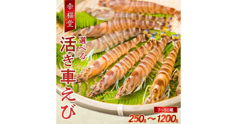 【ふるさと納税】【 着日指定 】 先行予約 厳選 幸福堂 活き 車海老 選べる 200g ～ 1200g 養殖 天草の海 鮮度抜群 旨み 甘み えび 身の締まり 海鮮 魚介類 塩焼き エビパスタ エビフライ お刺身 エビチリ 絶品 プリプリ 熊本県 天草市 お取り寄せ 送料無料