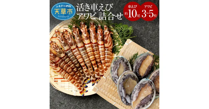 【ふるさと納税】【着日指定】 魚介類 詰め合わせ 約650g 活き車えび 300g 10尾前後 活きアワビ 350g 3〜5枚 活きたまま 海鮮 セット 新鮮 海の幸 熊本 天草 食品 お取り寄せ お取り寄せグルメ 送料無料 食べ物 冷蔵〈先行受付〉