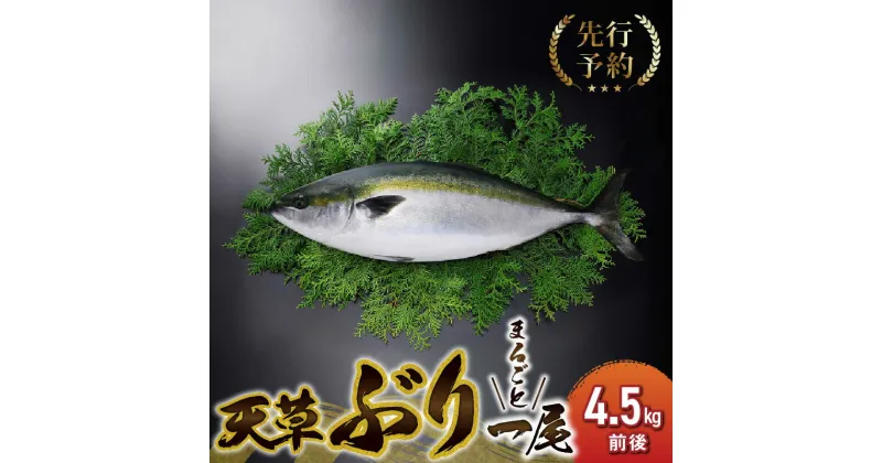 【ふるさと納税】【着日指定】 【先行予約】天草ぶり まるごと 1尾 約 4.5kg ブリ 旨味 凝縮 冷蔵配送 ブリしゃぶ 照り焼き 煮付け カルパッチョ 魚介類 魚 海の幸 海鮮 九州 国産 産地直送 食品 グルメ 熊本県 天草市 熊本県海水養殖漁業協同組合 お取り寄せ 送料無料