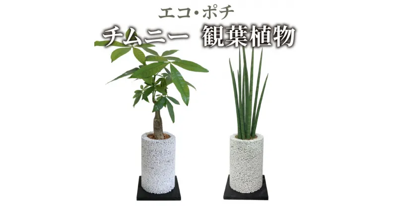 【ふるさと納税】観葉植物 パキラ サンスベリア 消臭グリーン エコ ポチチムニー ハイブリッド消臭 インテリア お洒落 癒し 植物ポット 消臭 分解 土を使わない 国産の自然素材 シンプル さまざまなシーンに 熊本 天草 送料無料