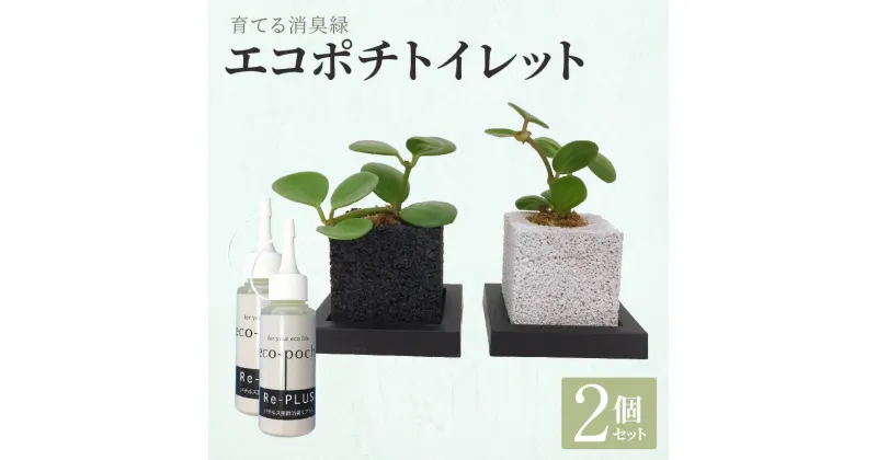 【ふるさと納税】観葉植物 ペペロミア ペペロミアプテオラータ ペペロミアアングラータ 2個 セット 消臭 グリーン エコポチ トイレット ギフト インテリア お洒落