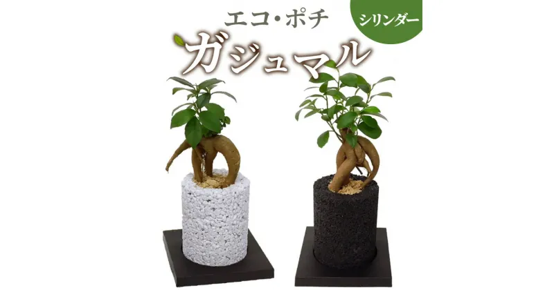 【ふるさと納税】観葉植物 ガジュマル 消臭グリーン ご多幸の木 シリンダー インテリア ハイブリッド消臭 お洒落 癒し 植物ポット 消臭 分解 竹炭 インテリアグリーン 土を使わない 国産の自然素材 シンプル さまざまなシーンに 熊本 天草 送料無料