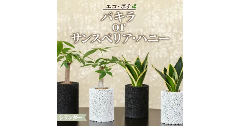 【ふるさと納税】観葉植物 パキラ サンスベリア ハニー 消臭 グリーン 発財樹 エコポチ シリンダー ハイブリッド ギフト お洒落