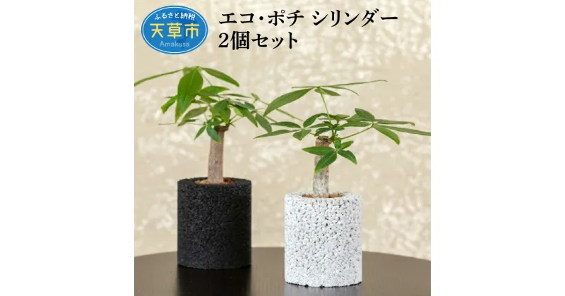 【ふるさと納税】観葉植物 パキラ サンスベリア ハニー 2個 セット 消臭 グリーン 発財樹 空気清浄植物 エコポチ シリンダー ギフト お洒落