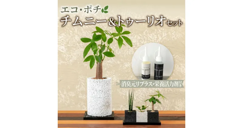 【ふるさと納税】観葉植物 セット パキラ チムニー サンスベリア バキュラリス トゥーリオ 消臭 グリーン キューブ 限定 ギフト お洒落