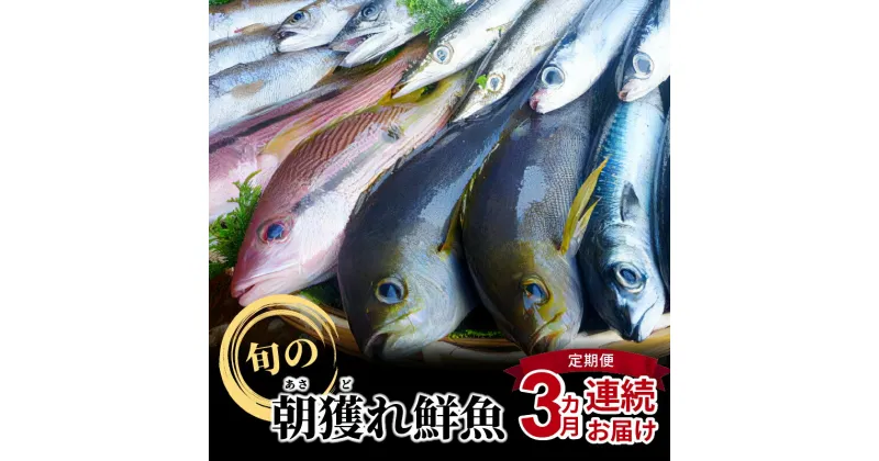 【ふるさと納税】【着日指定】 定期便 3回 魚 魚介類 1.5kg ～ 2kg 旬 鮮魚 海水シャーベット 海鮮 お刺身 煮物 焼き魚 冷蔵 特産品 新鮮 朝獲れ 自然の恵み お取り寄せ 九州 熊本県 天草市 送料無料