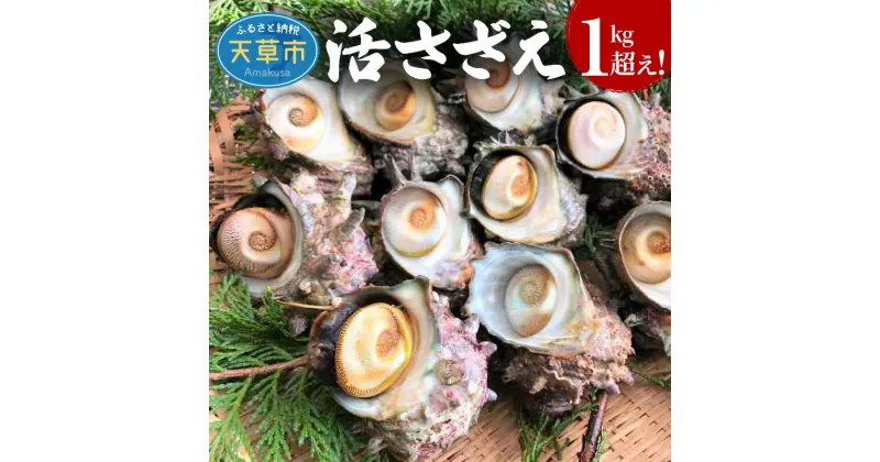 【ふるさと納税】【着日指定】 天草産 活さざえ 1kg 3人前 サザエ 刺身 つぼ焼き おどり焼き 格別 旨み ご飯お供 シーフード 海産物 海鮮 海の幸 冷蔵 おいしい 熊本県 天草市 丸健水産 お取り寄せ グルメ BBQ バーベキュー 送料無料