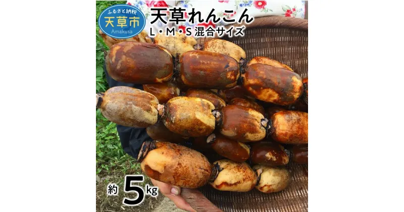 【ふるさと納税】【着日指定】 れんこん 約5kg S M L サイズ混合 国産 野菜 シャキシャキ 甘い ミネラル 天草れんこん 手作業 赤土 除草剤不使用 食品 お取り寄せ お取り寄せ野菜 食べ物 冷蔵 熊本 天草 九州 送料無料