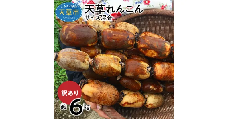 【ふるさと納税】【訳あり】天草 れんこん 6kg サイズ混合 シャキシャキ 歯切れ 深い味わい 美味しい 粘土質土壌 除草剤不使用 手作業 食品 食べ物 野菜 冷蔵 熊本県 天草市 高浜ロータスガーデン お取り寄せ 送料無料